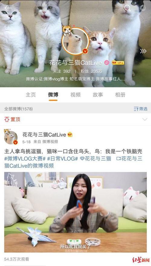 提督网红猫,萌宠界的“舰长”传奇