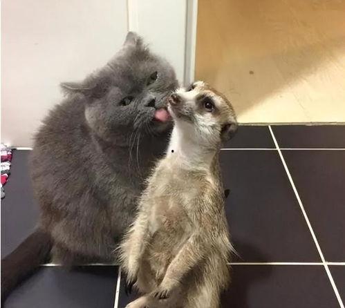 猫鼬带猫吃瓜,一场跨物种的欢乐盛宴