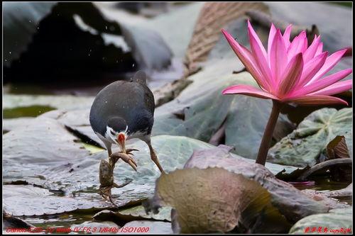 白鸟吃瓜,揭秘瓜界风云