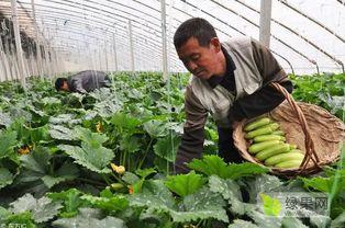 山东潍坊蔬菜绿果网红,山东蔬菜网红新宠