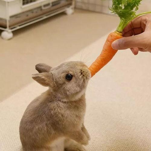 网红胡兔兔,网络红人的崛起与影响力