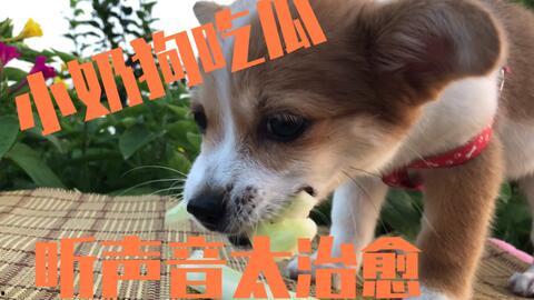 带你吃瓜保护狗狗视频,带你走进狗狗的世界