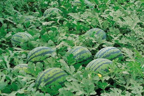 章丘大型吃瓜现场