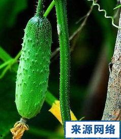 三瓜怎样吃最健康,健康饮食新主张