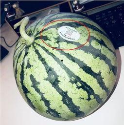 安国网红吃瓜,揭秘网络红人的幕后故事