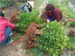 萧山网红种子,揭秘网红背后的故事与影响力
